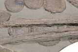 Fossil Ichthyosaur (Eurhinosaurus) Bone Plate - Germany #206129-6